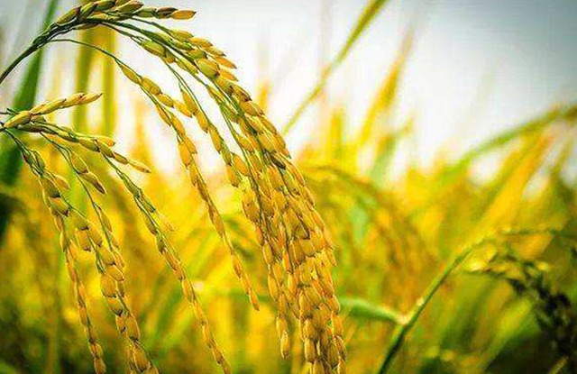 選大米認(rèn)準(zhǔn)國家標(biāo)準(zhǔn)