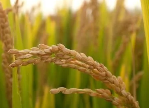 種了這么多年水稻我們知道粳稻和秈稻的區(qū)別嗎？