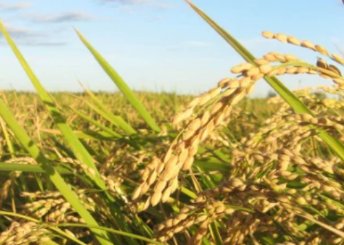 水稻進(jìn)入拔節(jié)孕穗期，農(nóng)民做好這3點(diǎn)，壯桿爭(zhēng)大穗，為高產(chǎn)打基礎(chǔ)