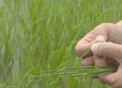 水稻，試驗成功！