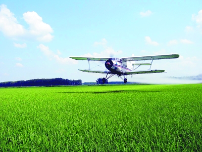 水面種水稻，試驗成功！