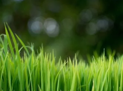 水稻高產(chǎn)栽培技術(shù)，掌握科學(xué)種植技巧，以減少病蟲害的發(fā)生