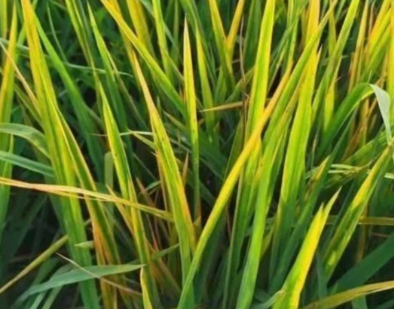 田間水稻一片&ldquo;火紅&rdquo;，細(xì)條病、赤枯病、稻瘟病如何區(qū)別防治？