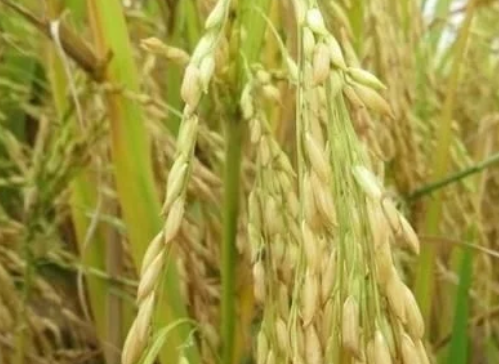 稻谷田間管理，執(zhí)行好三大原則