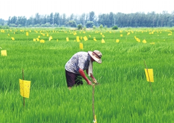 水稻綠色防控降農(nóng)殘?zhí)崞焚|(zhì)