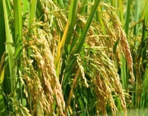水稻直播高產(chǎn)栽培技術(shù)，要注意這幾點(diǎn)，你也能有大豐收