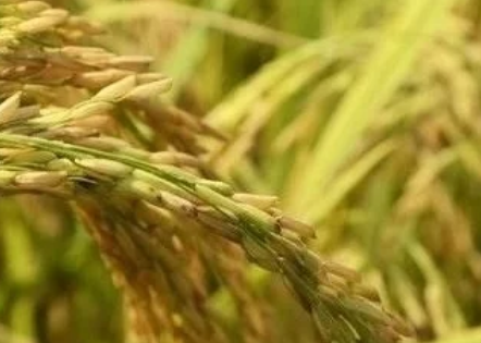 稻瘟病是水稻重要病害，簡單了解，重點時期預(yù)防