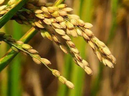 &ldquo;勞動播撒夢想 水稻種在我家&rdquo;第三期種植實踐活動全面啟動