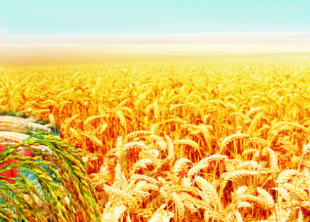 水稻種植，抽穗揚花期的稻田管理要點，這些方法您掌握了嗎？